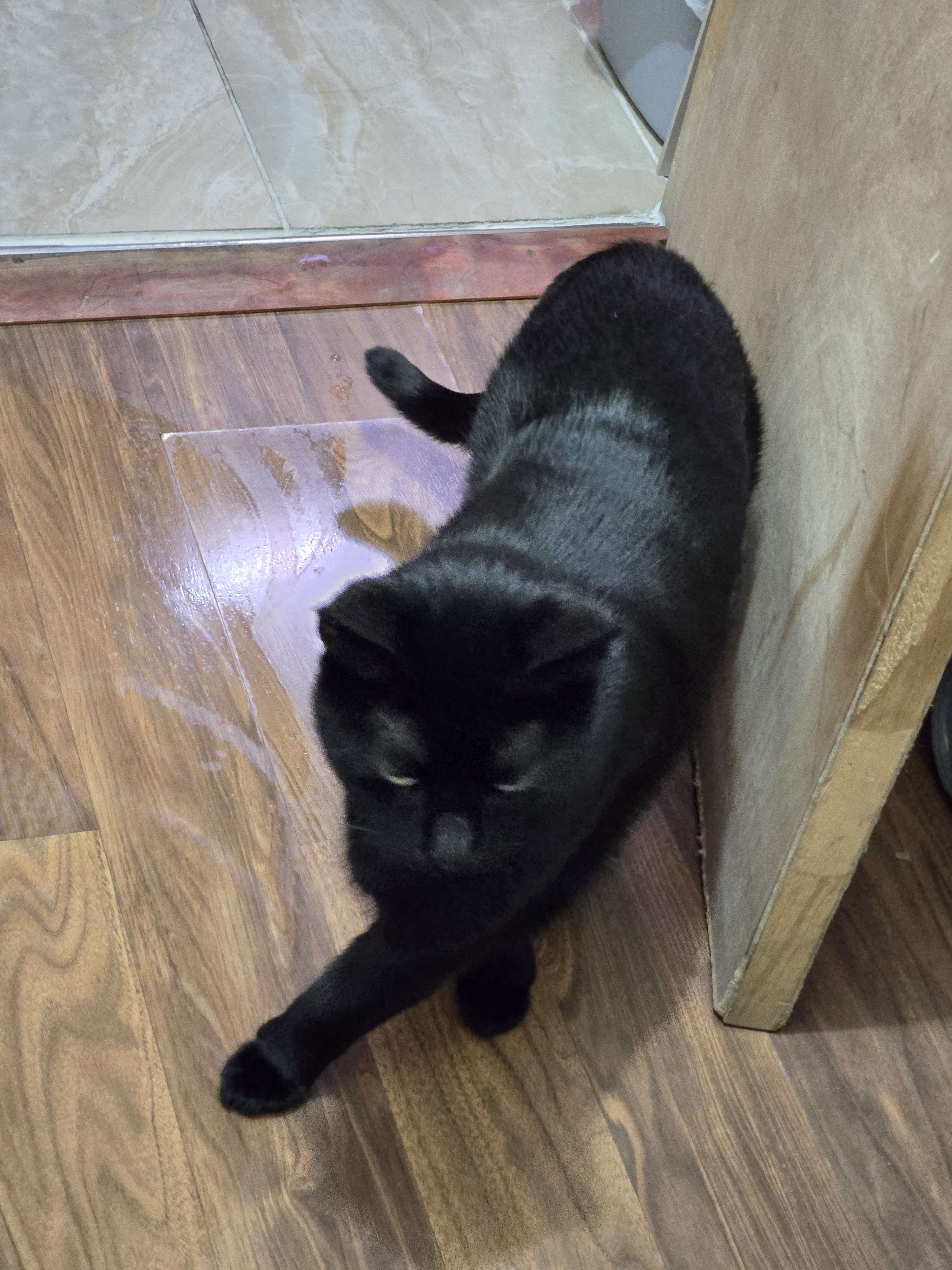 Mr. Midnight the cat